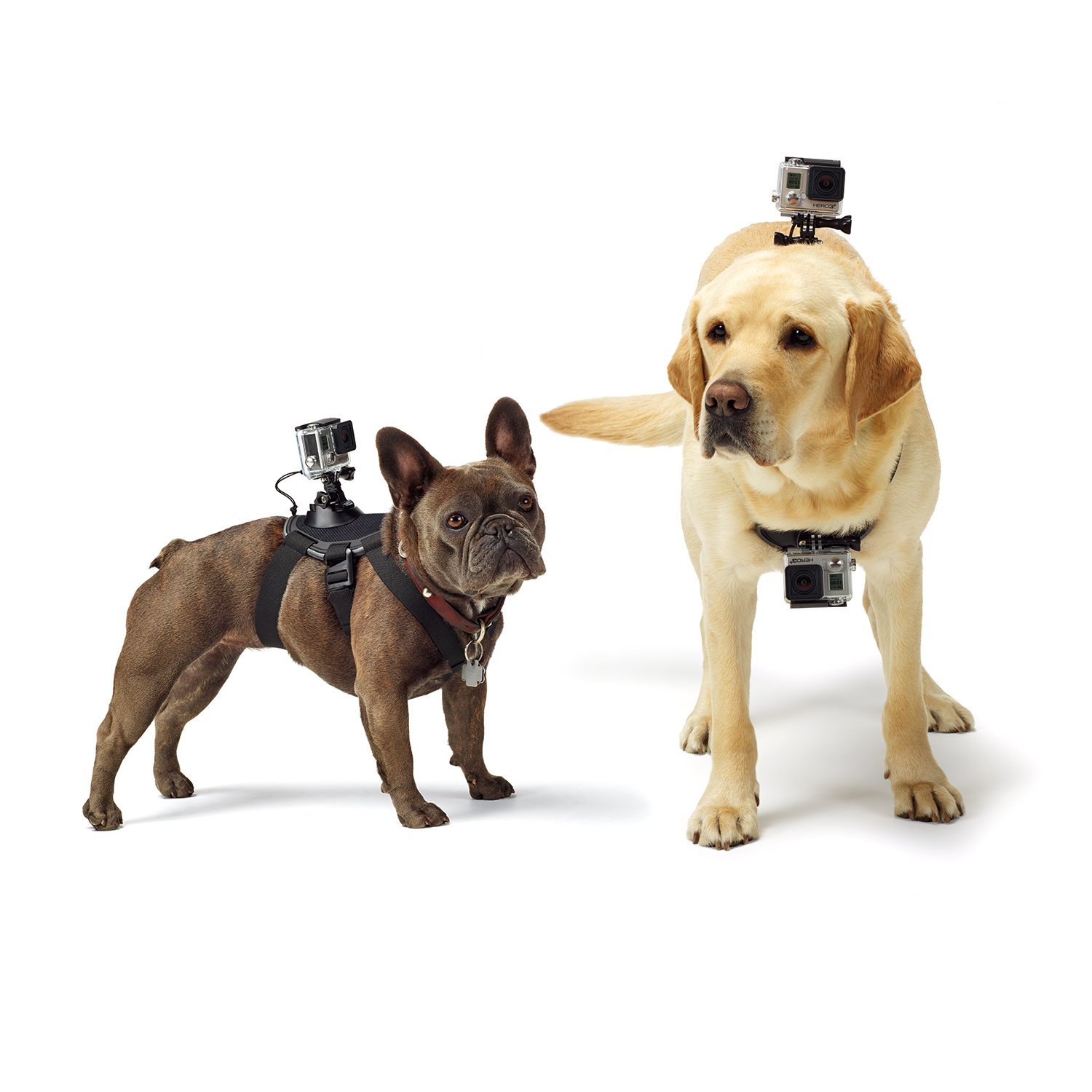 GoPro Fetch Harness for Pets